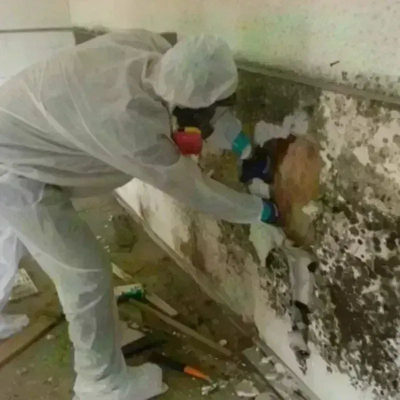 Mold Remediation and Removal in Selma, NC